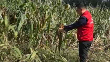 人保财险山东分公司启动应急预案 快处快赔应对秋雨