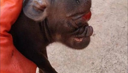 猪生象？云南一母猪诞下两只猪仔形似大象，专家回应