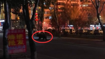 大黑熊夜里独闯黑龙江一县城闹市区,警方连开10多枪击毙,回应为何没用麻醉枪