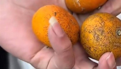 货车司机拉橘子不能走“绿通”?高速公司回应:橘子不新鲜,不符合“绿通”要求