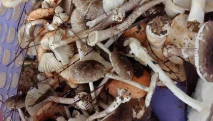 湖南一家6口误食毒蘑菇,5岁男童不幸去世