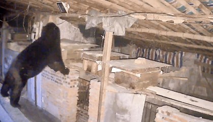 熟练得让人惊讶!四川一黑熊连续3年进村偷蜂蜜,藏哪都找得到