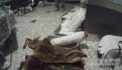 女子抱猫入境为何神色慌张?袋内竟藏了46张水獭皮
