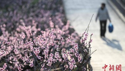 浙江奉化:“中国水蜜桃之乡”桃花满山春意浓