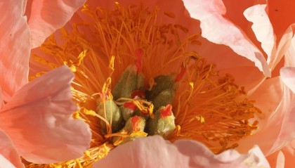 参与场外期权交易是怎么报价的？