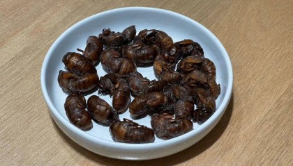 一斤超百元!山东的知了猴怎么就火出圈了?