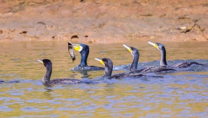 市民欲买10只鸬鹚在长江捕鱼致富,水务局:它是禁用渔具,在禁渔区使用最高可判三年