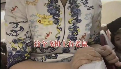飞机上惊现老鼠?旅客讲述当时细节,长安航空:鉴定是小家鼠,已捕鼠、消杀处理