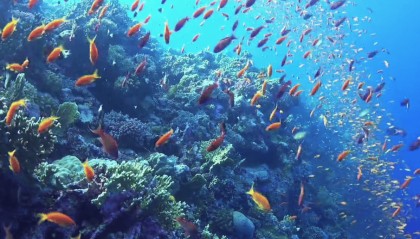 什么是股票期权?有哪些作用怎么交易?