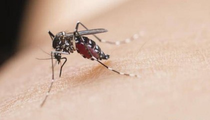 世界上唯一没有蚊子的国家,首次发现蚊子!