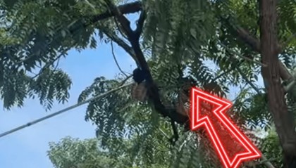 超2米长巨蟒“从天而降”,消防3分钟捉蛇,事发佛山顺德