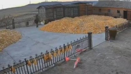 黑龙江老虎进村咬伤七旬大爷,儿媳妇大喊后老虎跑掉,村民都不敢出门