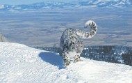 男子猎杀雪豹并剥皮加工,两月后又猎杀北山羊食用 涉案价值55万元,获刑5年