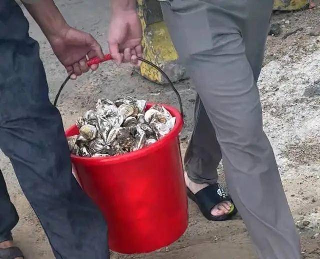台风退场，海鲜登场！广东多地居民组团赶海，有人捡到“爆桶”，官方重要提醒