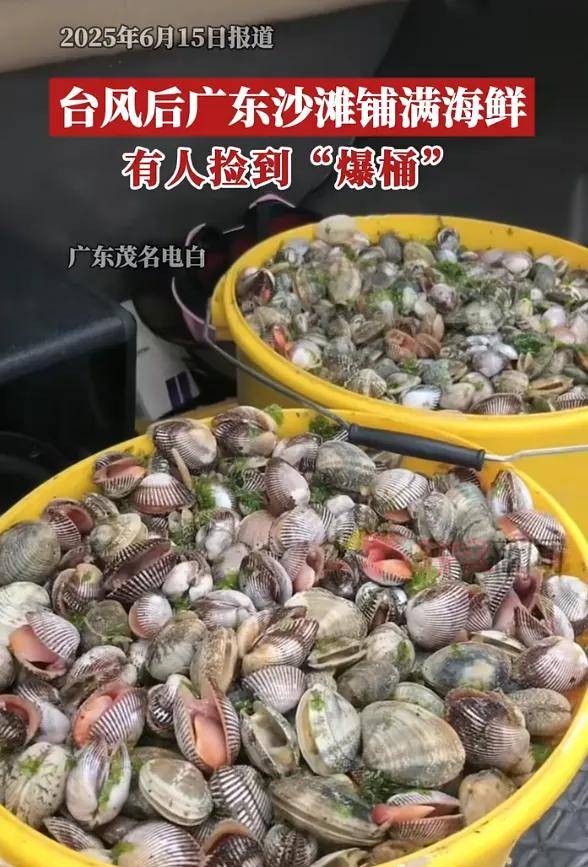 台风退场，海鲜登场！广东多地居民组团赶海，有人捡到“爆桶”，官方重要提醒