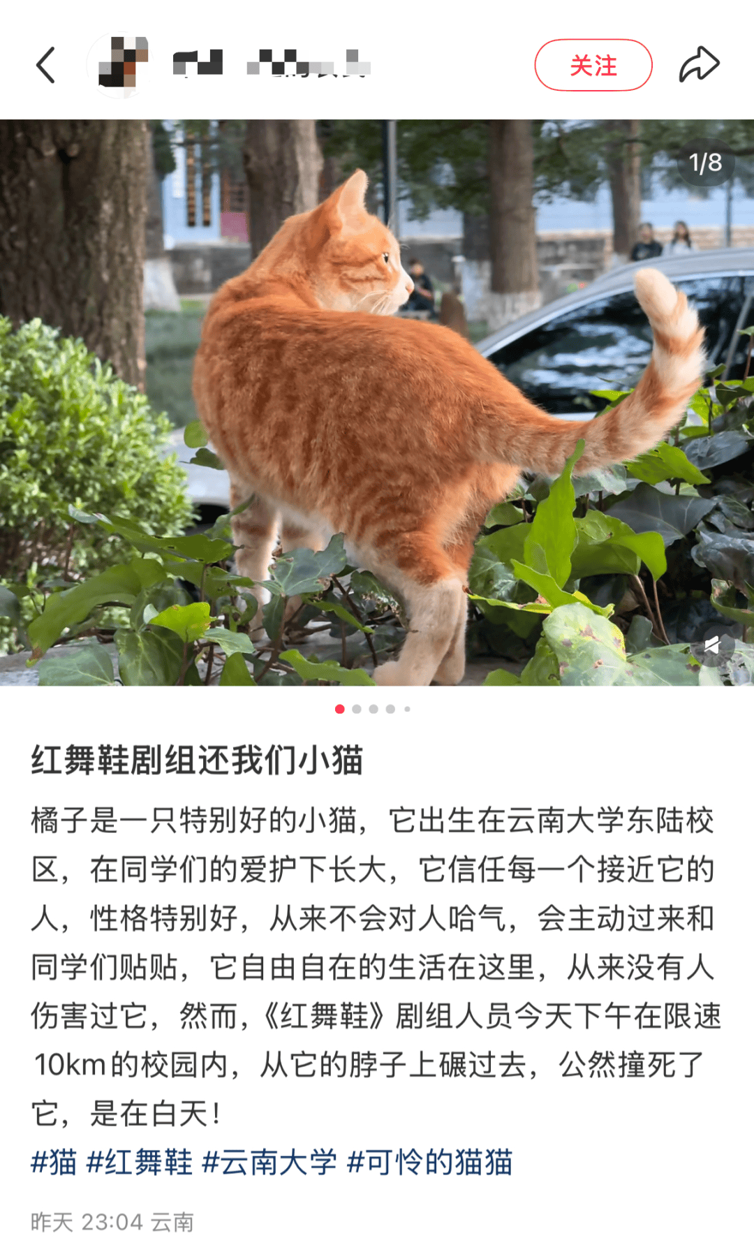 “小橘子”不幸离世,剧组凌晨紧急道歉,涉事司机引咎辞职!